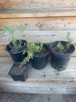 Rosemary Plants
