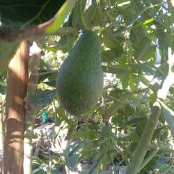 Aguacates Has 24 Galones 350