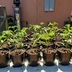 Home Grown Tomatoes Plants