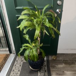 Indoor Plant