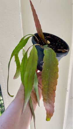 Rhipsalasis Ramulosa
