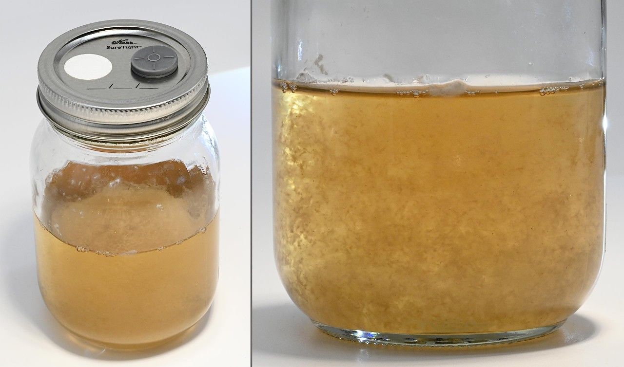 Mushroom Liquid Culture