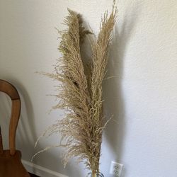 Pampas grass 