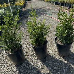 Japonese Boxwood 5gal 