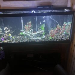 60 Gallon Fish Tank 