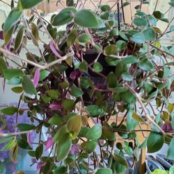 Plant Cuttings/Already rooted