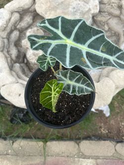 Pretty shade plant