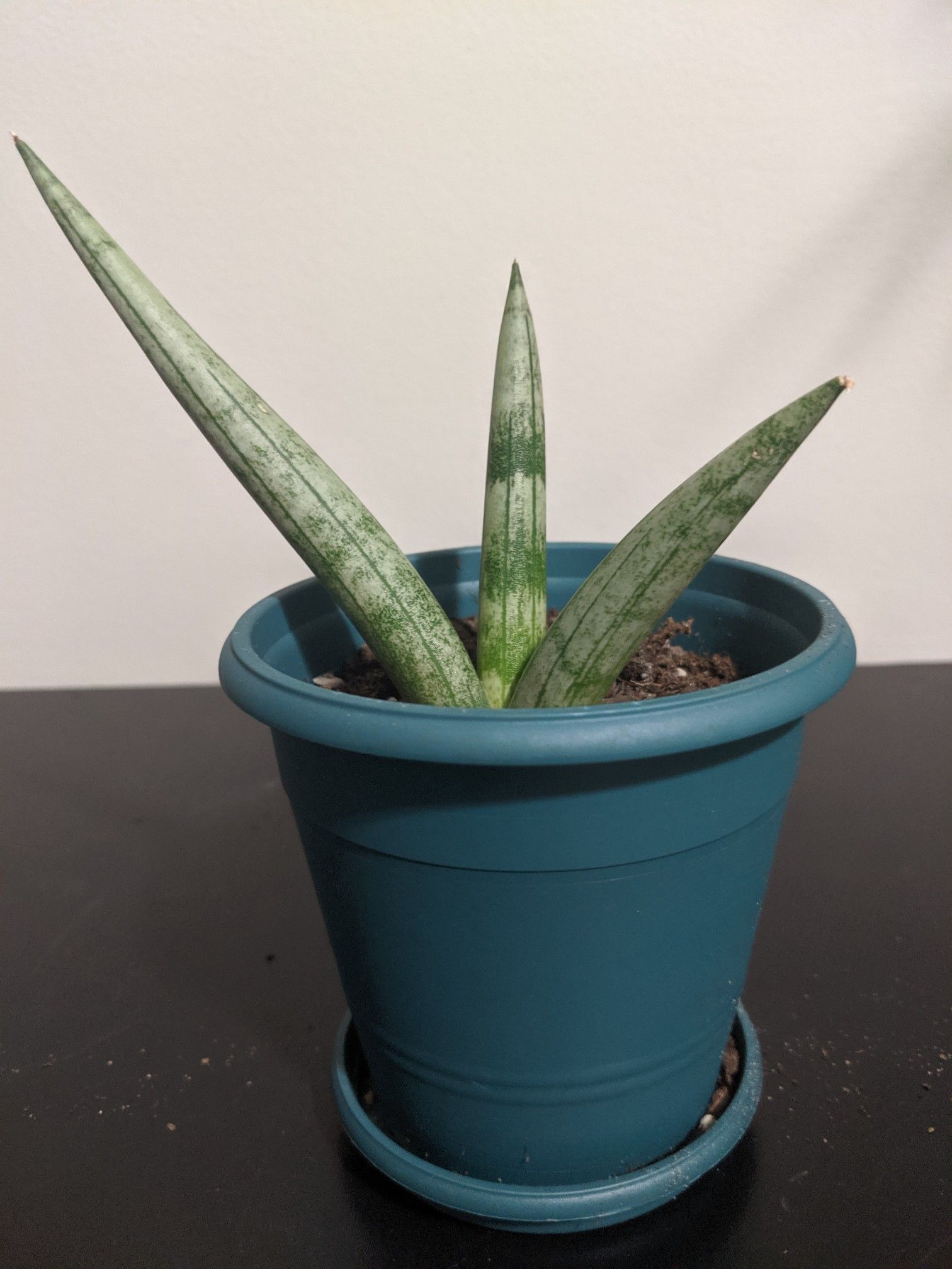 Snake plant | Succulent