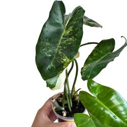D) Variegated Philodendron Burle Marx