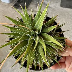 Zebra Plant With Lots Of Babies