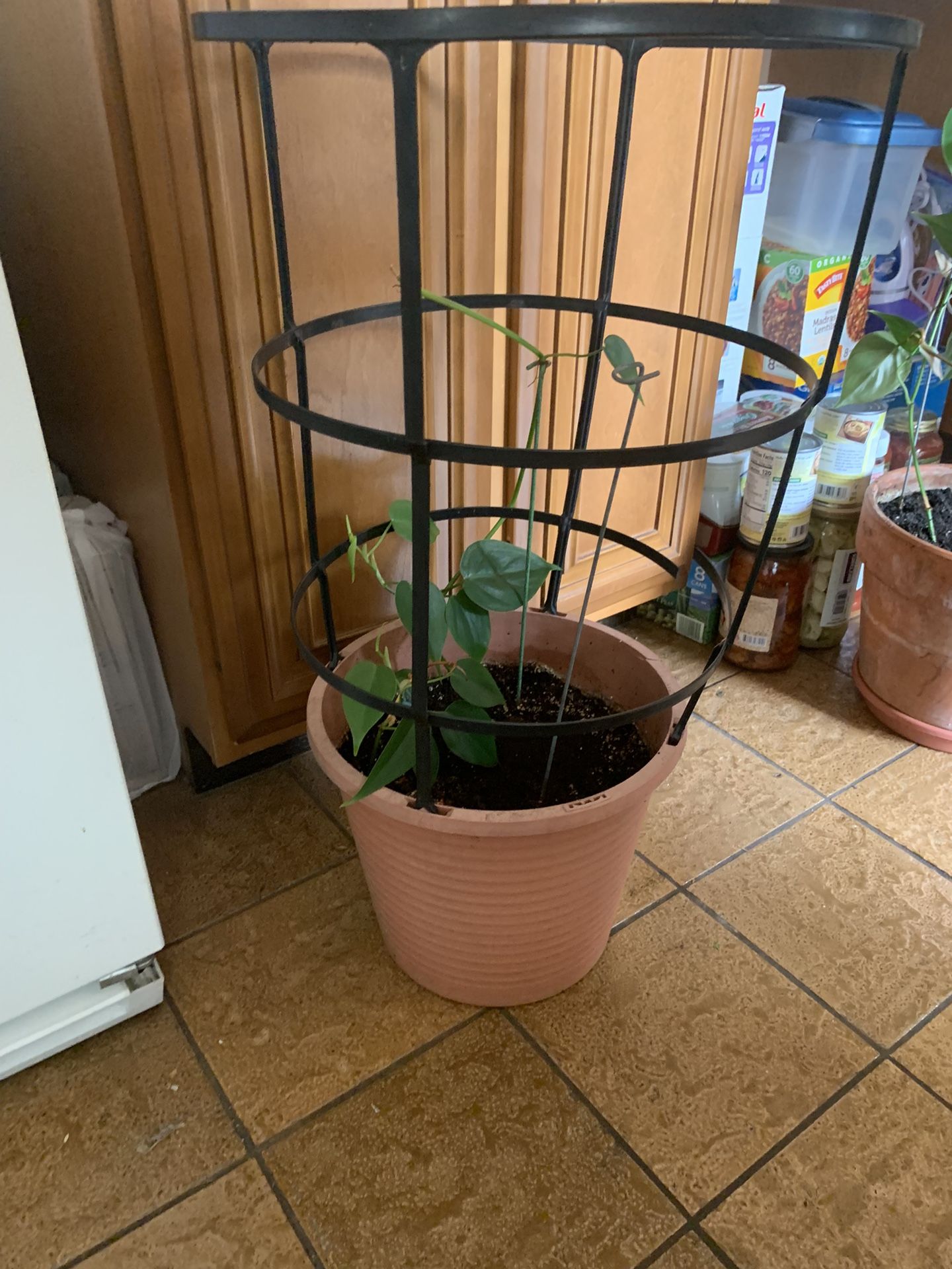 Philodendron scandens #2