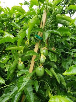 Passion Fruit Tree