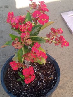 Planta De Corona De Cristo  De Millonario 