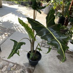 12” Alocasia Sarian 52” Tall Big Leafs 