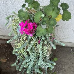 Geranio Con Suculenta