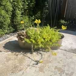 real plants with basket 