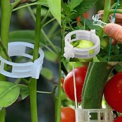 Tomatoes Or Vine Fixed Clip