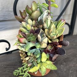 Small Succulent And Cacti Plant Arrangement 