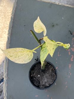 Plant