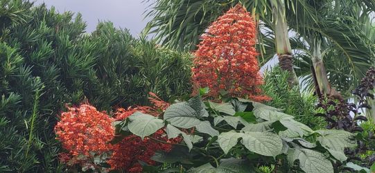 Pagoda plant