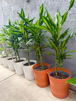 Plants (10”pot🌿Decorative pot & Dracaena Cintho Variegated $15each)
