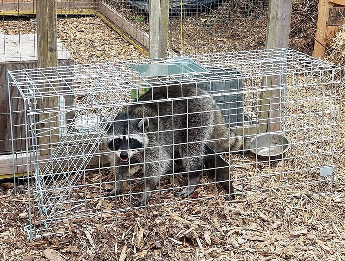 Large Collapsible Humane Live Animal Cage Trap
