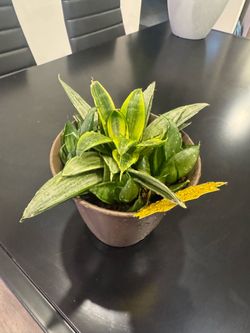 Plant
