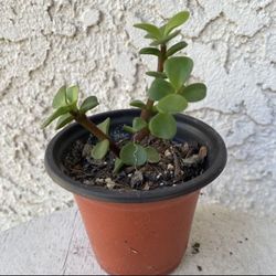 3 Inch Pot - Succulent Plant Portulacaria Afra - Elephant Bush - Drought Resistant - Rooted & Established - Great for Landscaping 🪴 