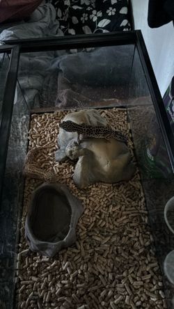 Geckos