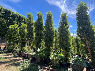 PREMIUM FICUS PRIVACY TREES — INSTANT PRIVACY FOR YOUR YARD!