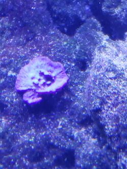 Blue/purple sponge frags