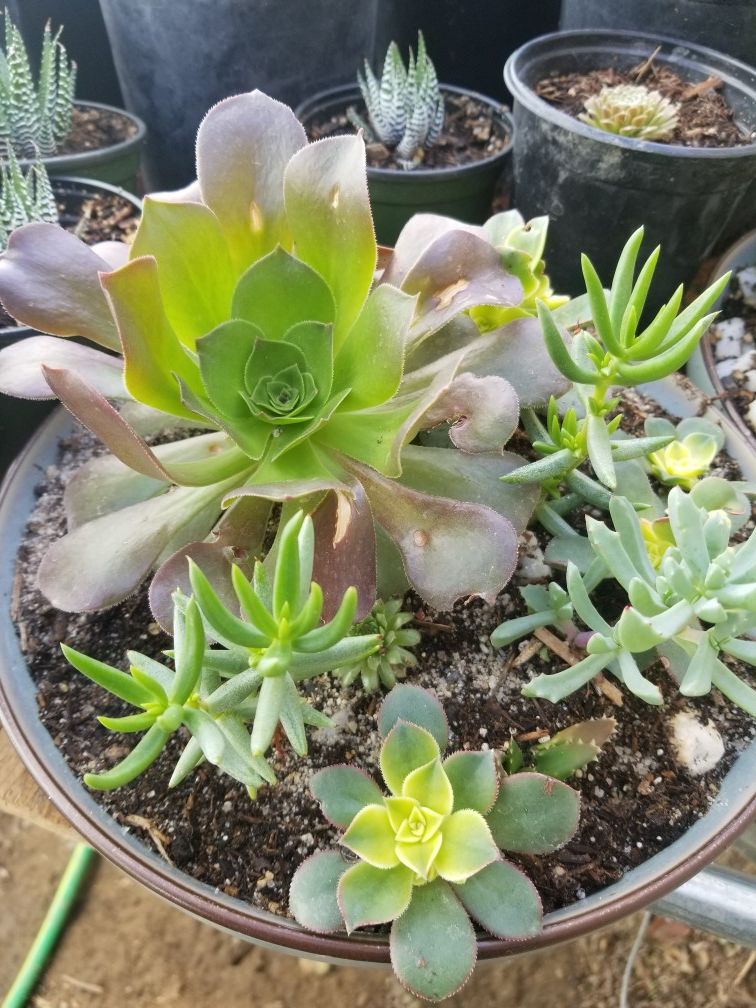 beautiful succulents