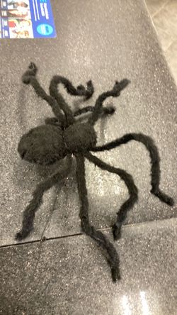 Halloween spider