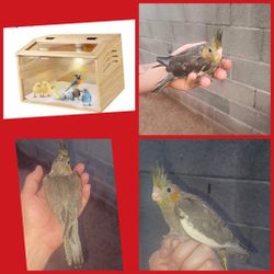 Bird Box