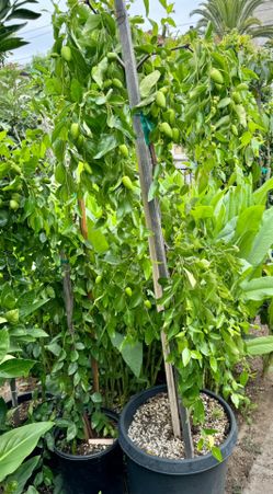 Large FRUITING Jujube Tree, Chinese Date