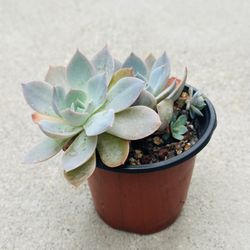 Succulents plants 🪴