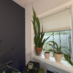 Large 5’ Snake Plant – Terracotta Pot – Air Purifying & Low Maintenance