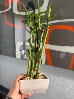 Lucky bamboo