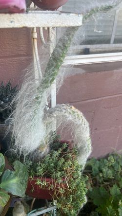 Plantas de viejito y chisme