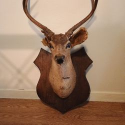 Deer Head