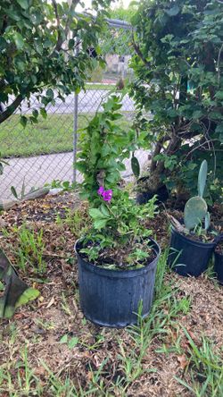 Plantas
