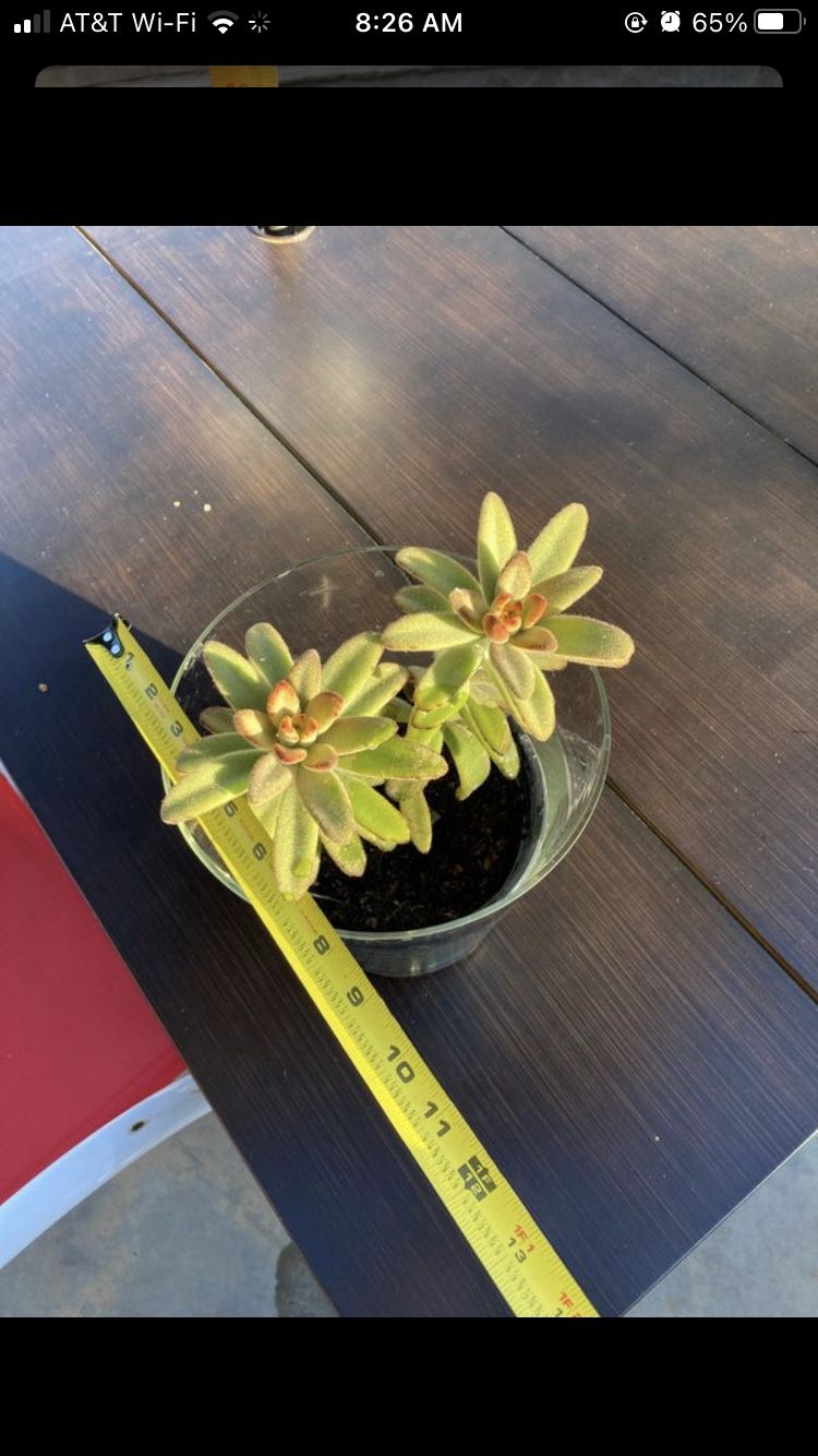 Beautiful live plant / succulent