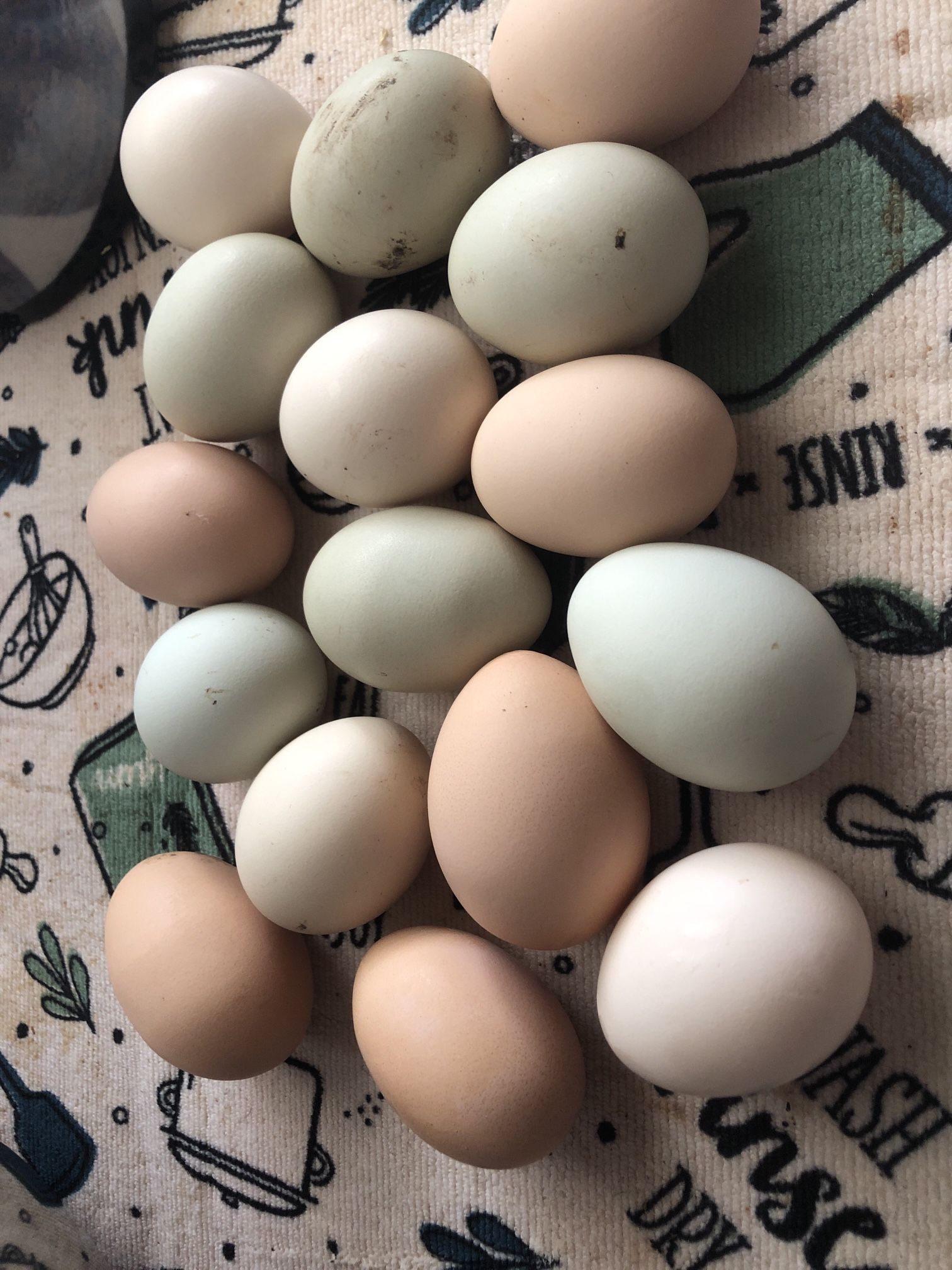 Fresh Eggs