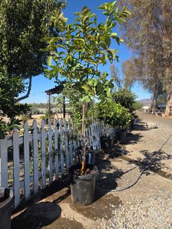 $185 Mature pink guava 🌿