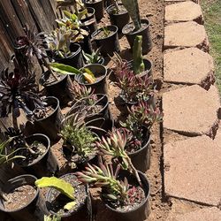 🌵✨ Assorted Succulents for Sale – Cute, Easy, and Ready to Grow! ✨🌵