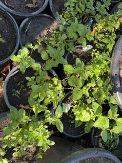 Mint Plant