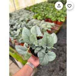 $10 Each | Rare Scindapsus pictus “Java Platinum”  | Rooted Plant | A Small Pot With Three Plants  Retails For $99 On Etsy