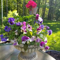 Potted Flower  Container