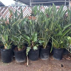 Orange Bird Of Paradise 15 Gal 