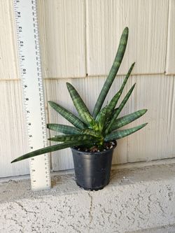 Sansevieria Star Fish (Snake Plant)